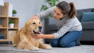Why Is My Dog Panting? Normal, Stress, or Medical Emergency?