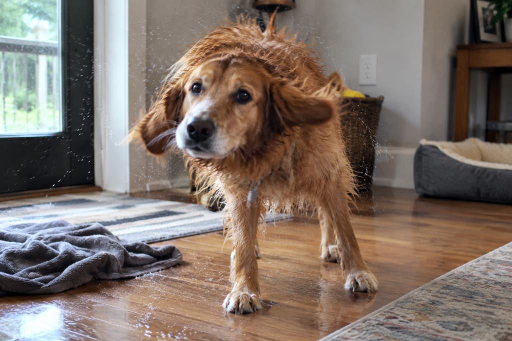 Why Is My Dog Shaking: Causes, Symptoms, and When to Worry Why Is My Dog Shaking: