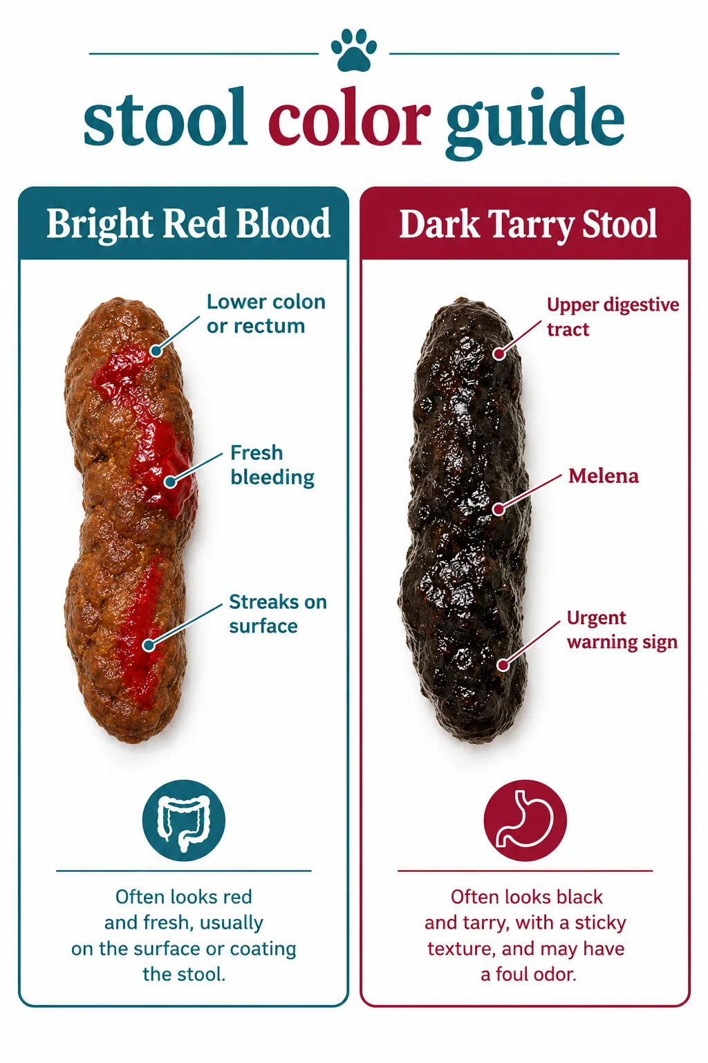 How to Tell If My Dog's Poop Has Blood in It