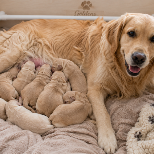 When Do Puppies Open Their Eyes?