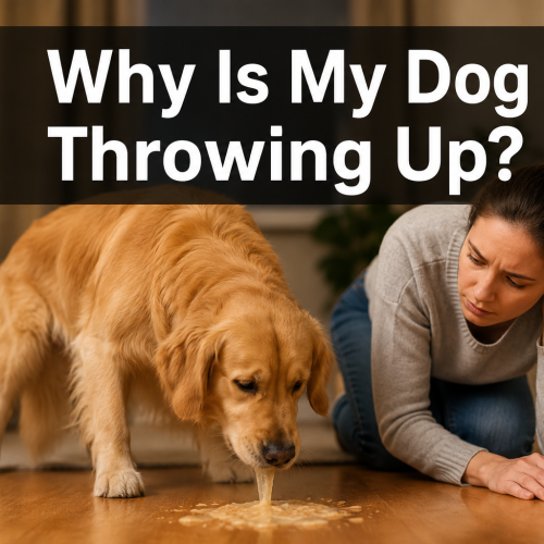 Why Is My Dog Throwing Up? Causes, Vomit Colors & When to Worry