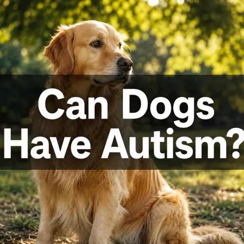Can Dogs Have Autism? Understanding Canine Behavioral Differences