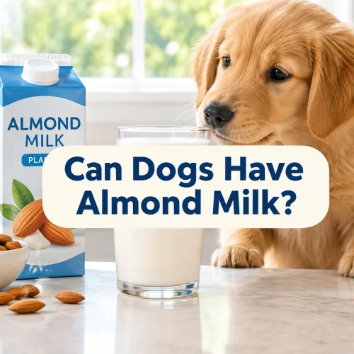 Can Dogs Have Almond Milk?