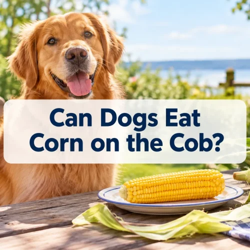 Can Dogs Eat Corn on the Cob?